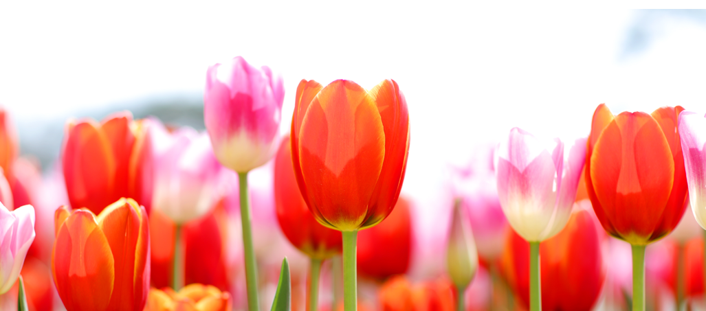 태안 튤립 축제