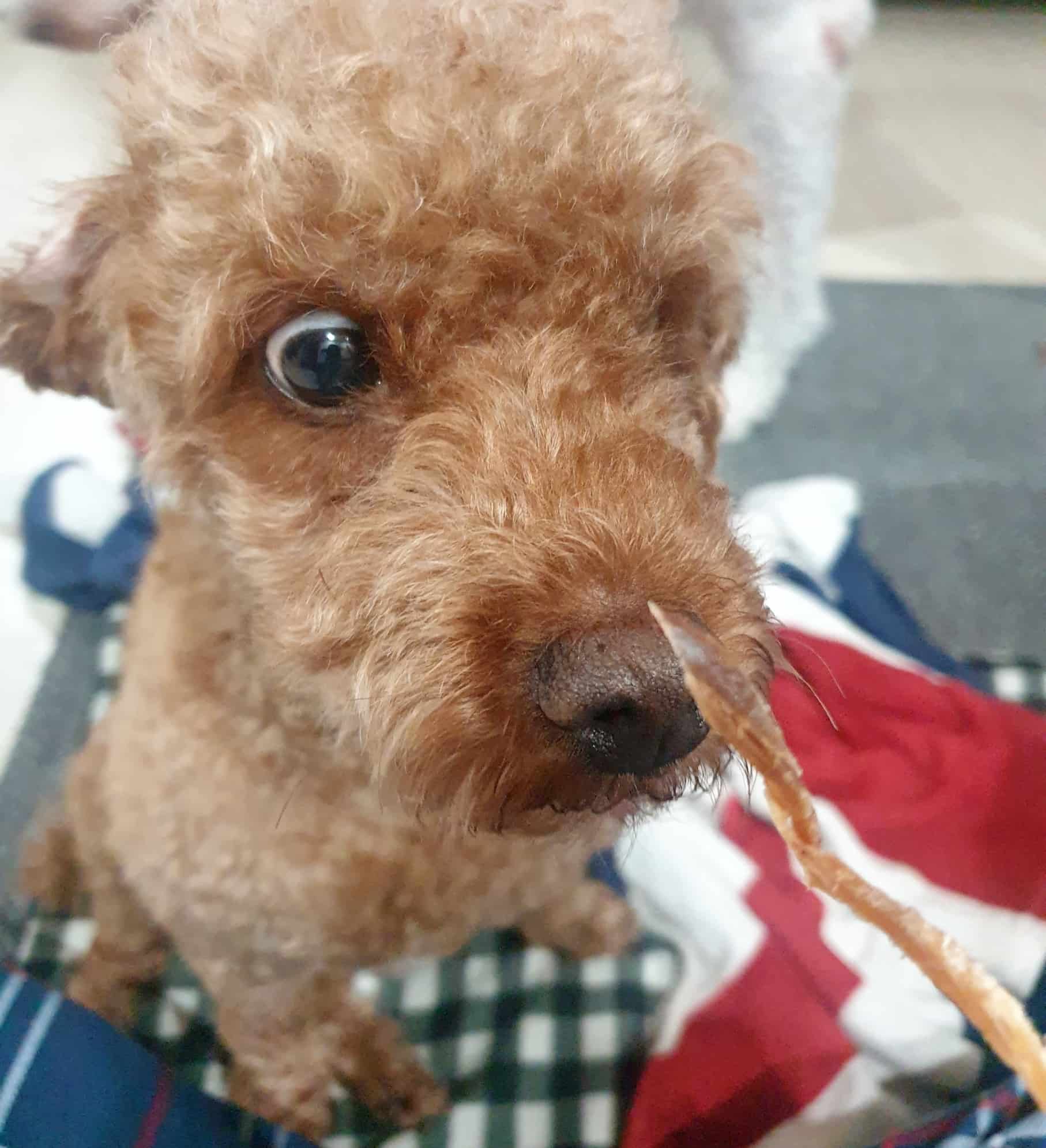 강아지 마른오징어