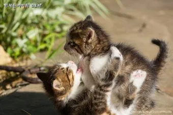 고양이 발정 기간 증상 대처_10