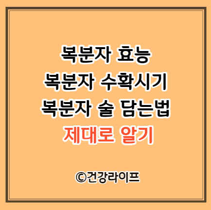 복분자 효능, 복분자 수확시기, 복분자 술 담는법