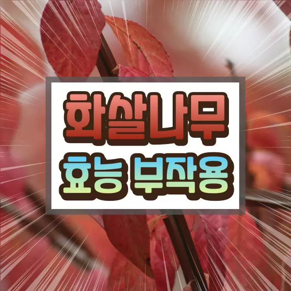 화살나무 효능 부작용