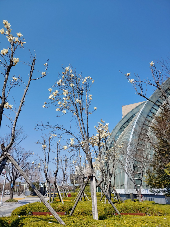 부산-센텀시티역-만개-중인-목련