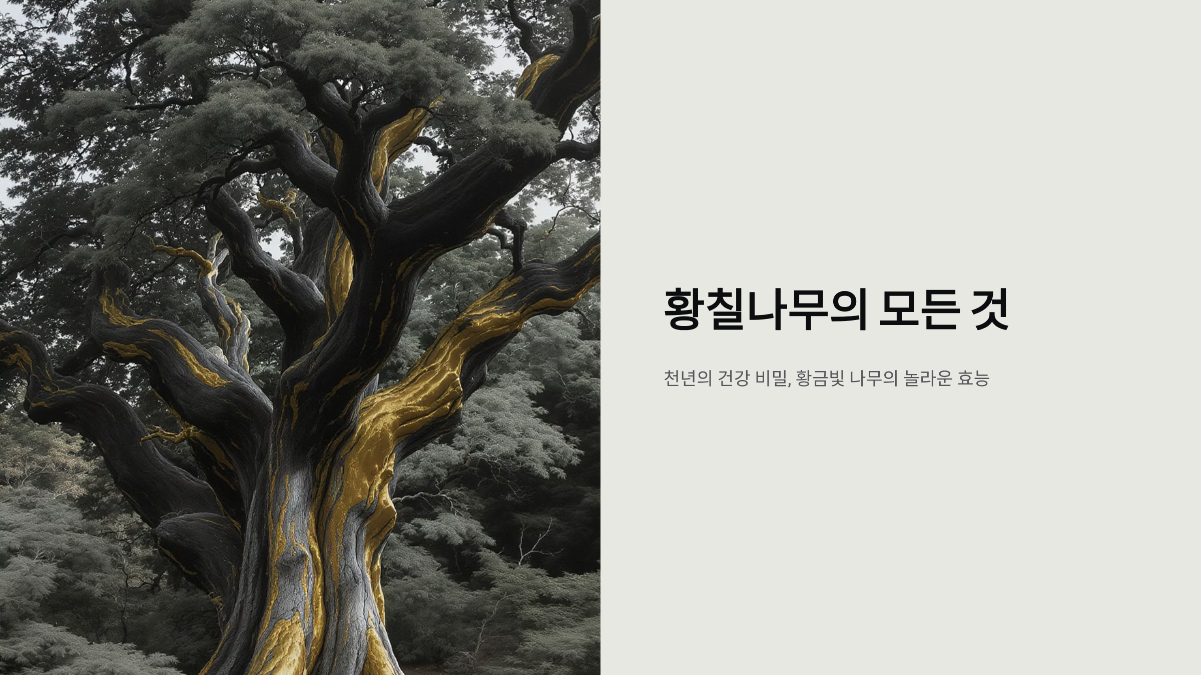 황칠나무 효능과 부작용, 먹는 법까지 완벽정리