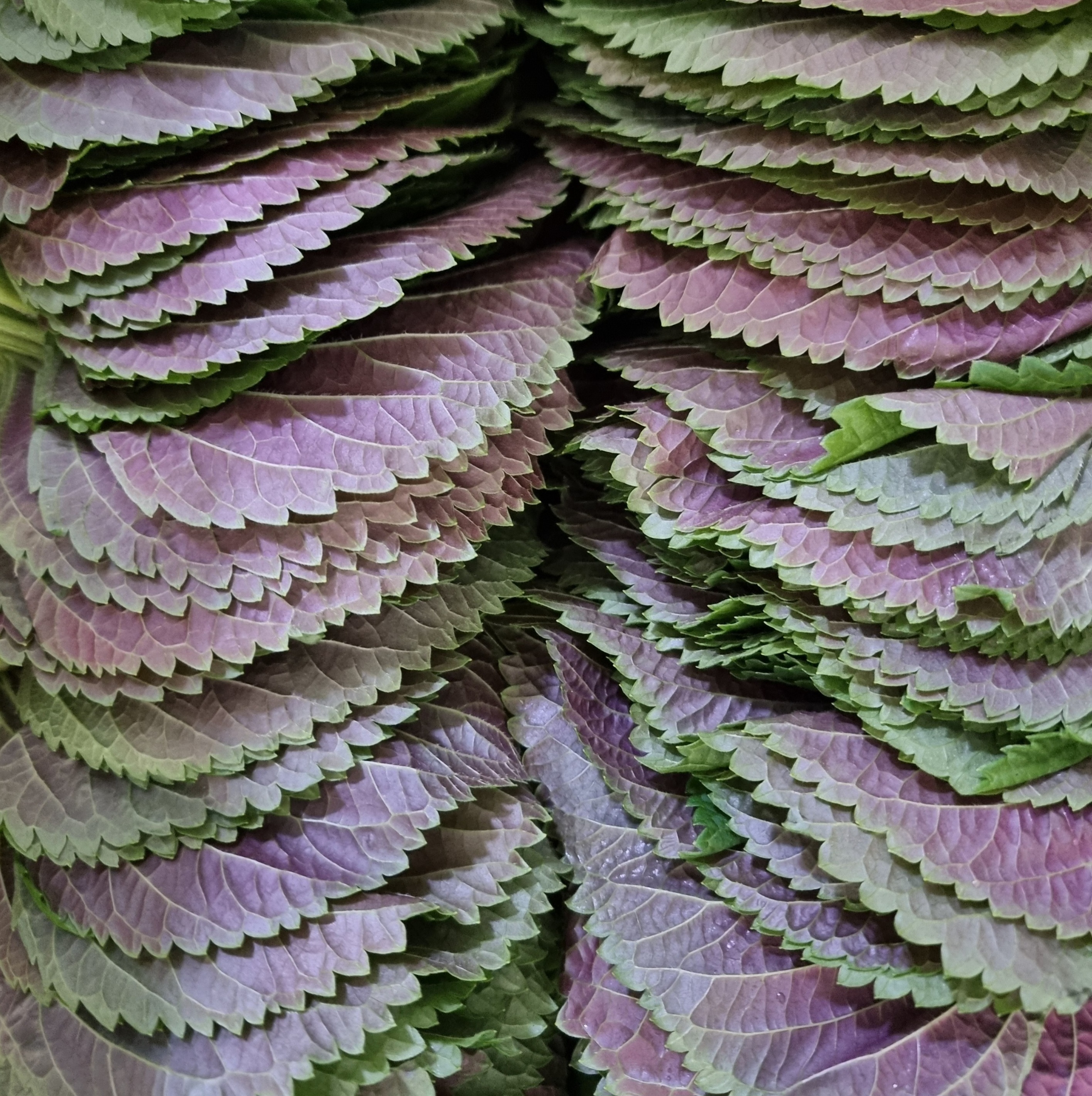 깻잎의 다양한 변신과 영양성분, 외국인이 싫어하는 이유, 깻잎과 함께 먹으면 안 되는 음식