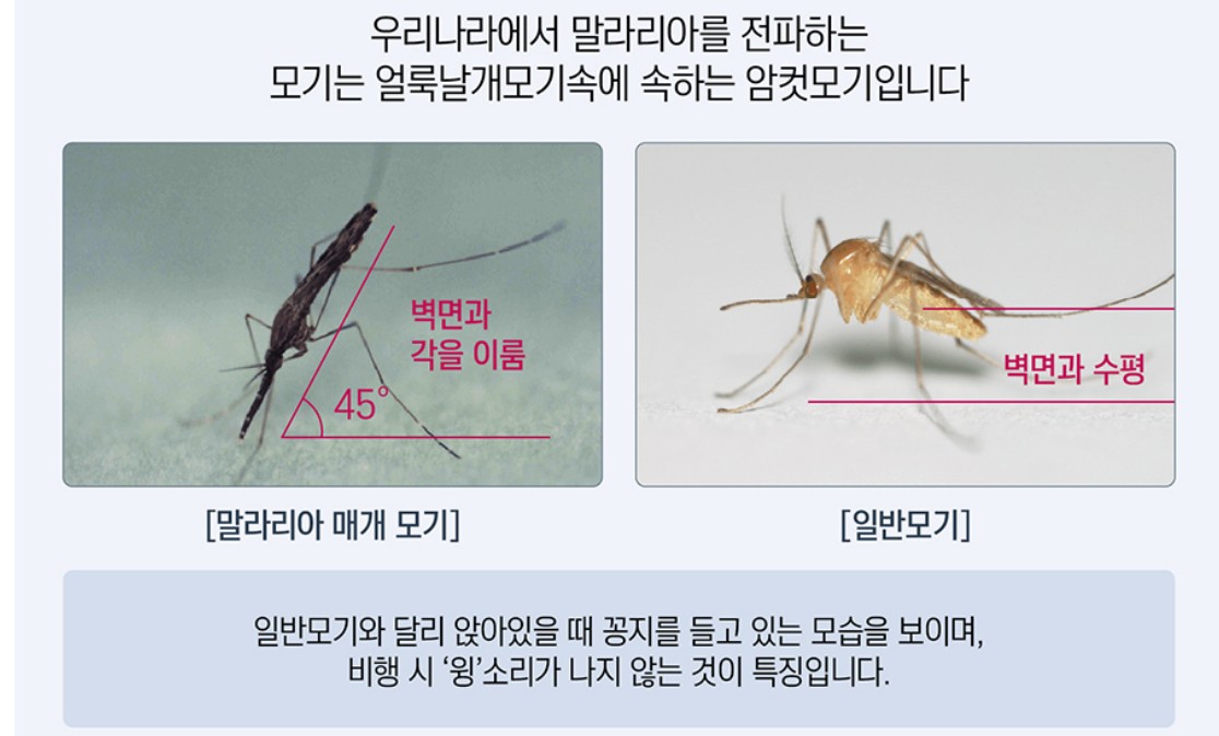 말라리아