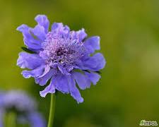 스카비오사(솔체꽃) 이미지 사진