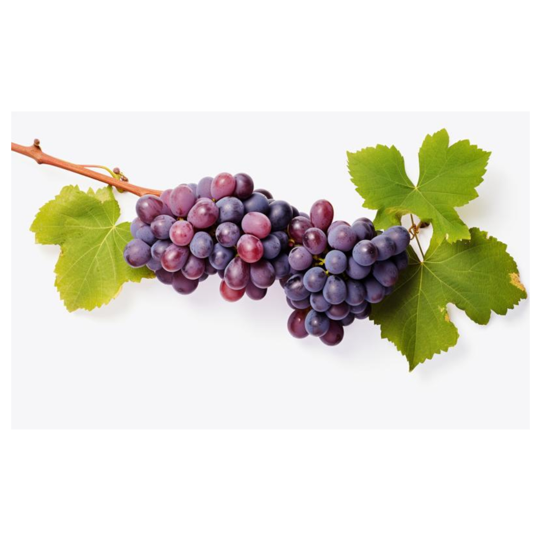 멜라토닌과 관련된 사진입니다.