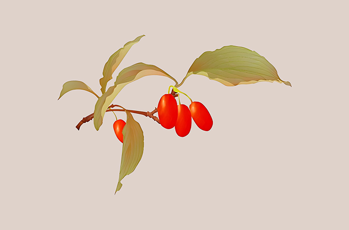 산수유-하루-섭취-권장량