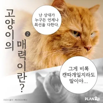 작은고양이 쪼꼬미 냥이 매력 탐구 귀여움 분석_28