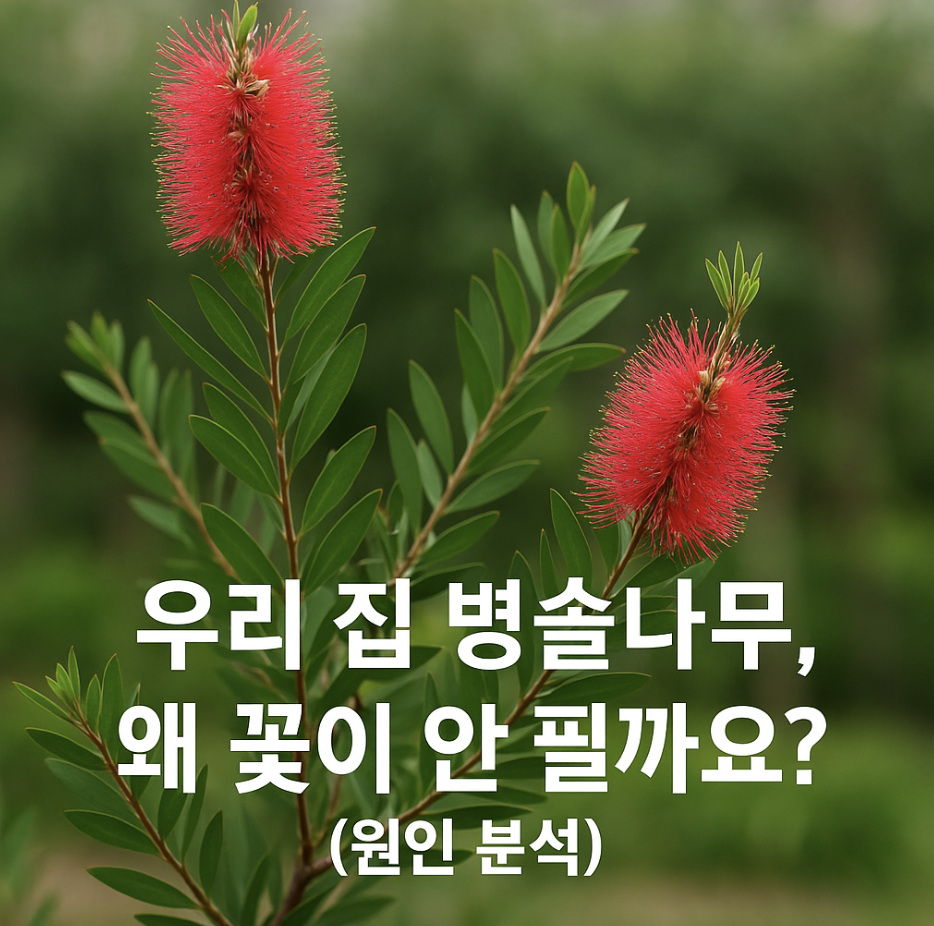 우리 집 병솔나무, 왜 꽃이 안 필까요? (원인 분석)