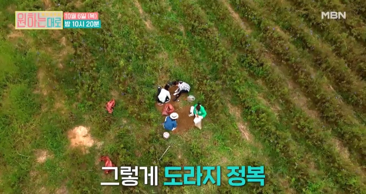 원하는대로도라지체험사진