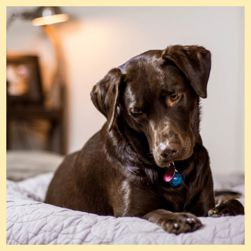 짖음방지기-최선일까