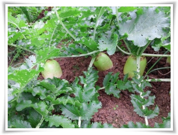 "10월에 심기 좋은 작물 추천" 10월, 새로운 계절을 준비하는 시간...