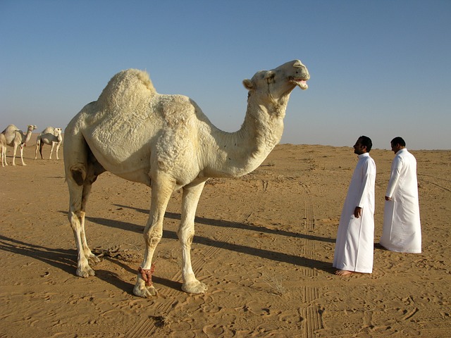 arabia