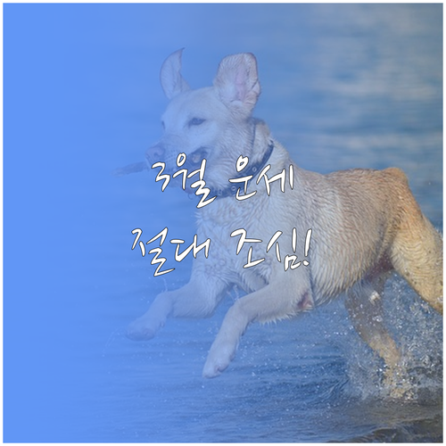 1935년생 돼지띠 2026년 3월 ..