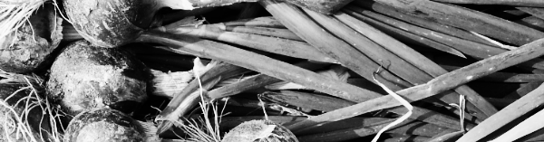 양파 수확시기: 중부지방