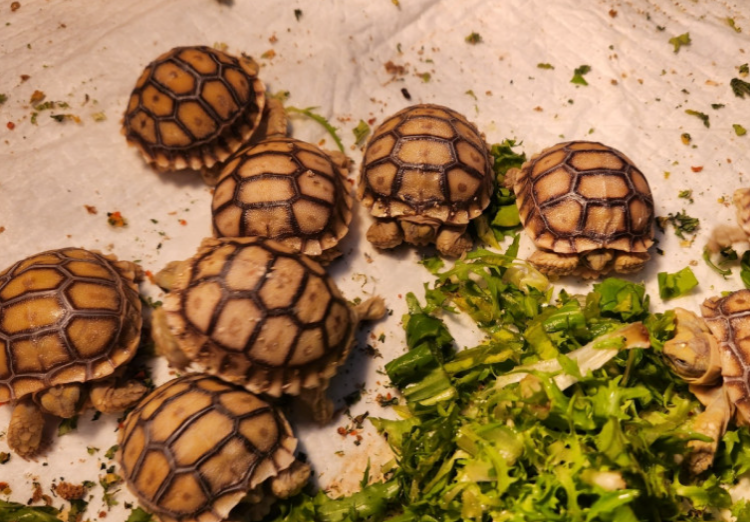 아라마루 아쿠아리움