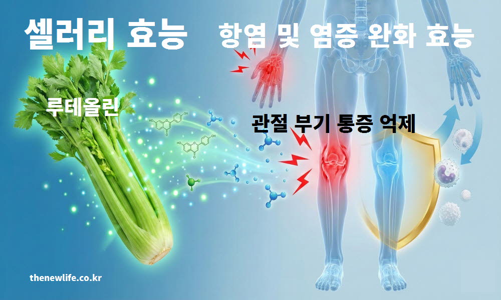 셀러리 효능이 체내 만성 염증 완화를 돕고 강력한 항염 작용을 하는 과정을 설명하는 이미지