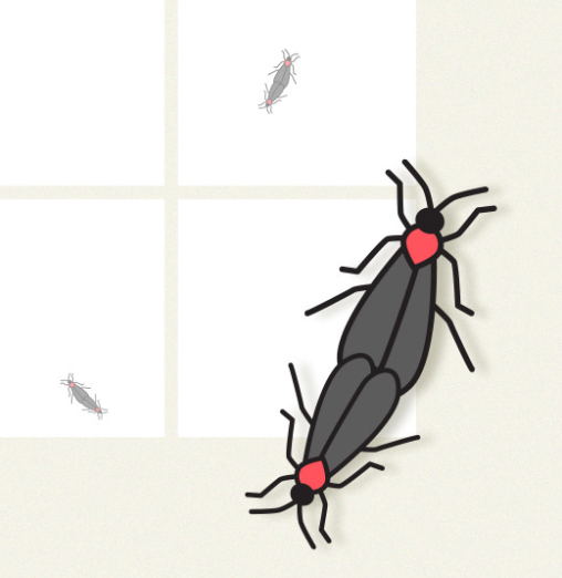 러브버그 퇴치방법