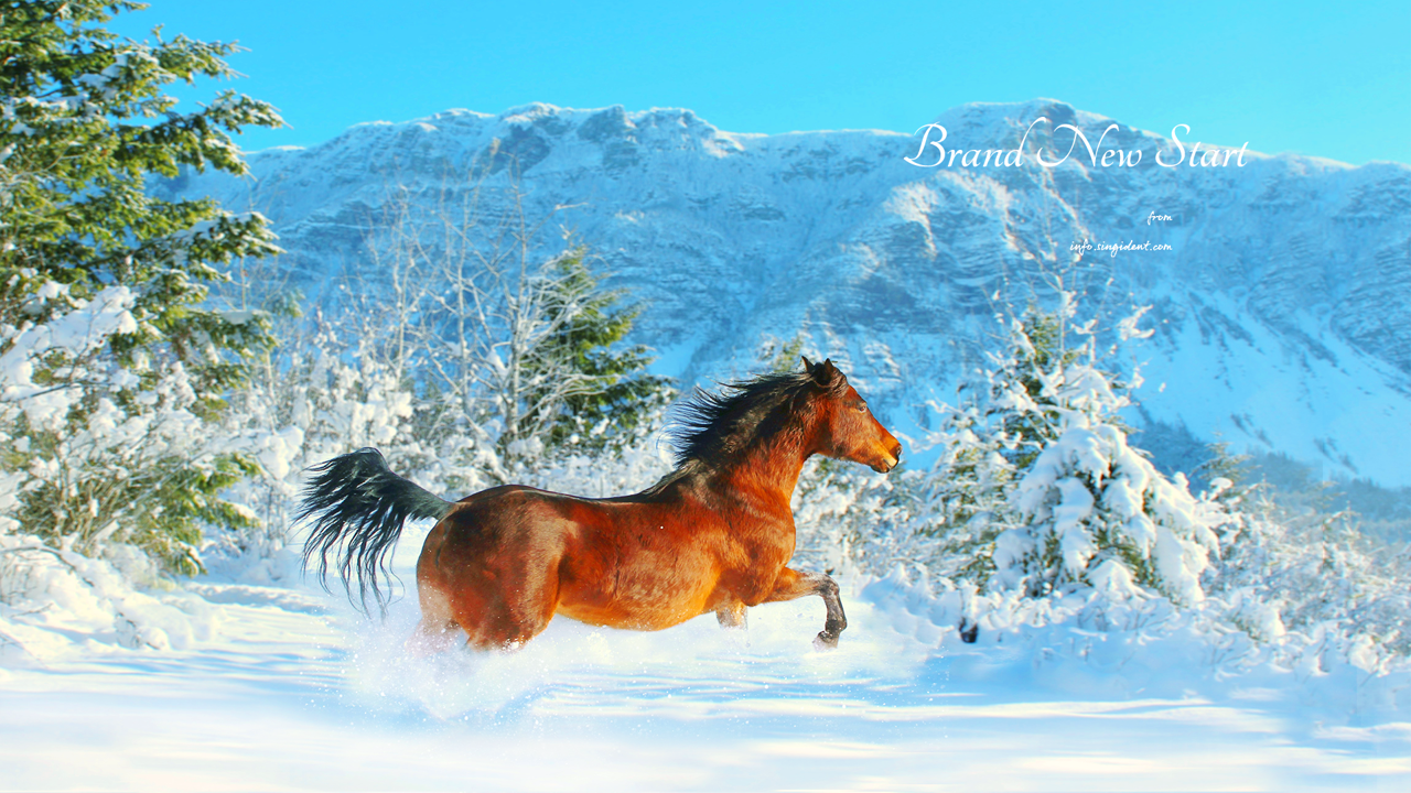 01 눈 위를 달리는 갈색 말 C - Brand New Start 말배경화면
