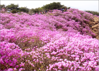 고려산 진달래축제