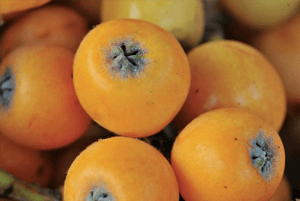 비파나무 효능03