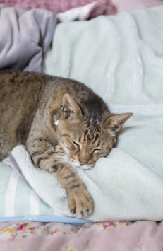 이불 위에서 손을 뻗고 자는 늙은 고양이.