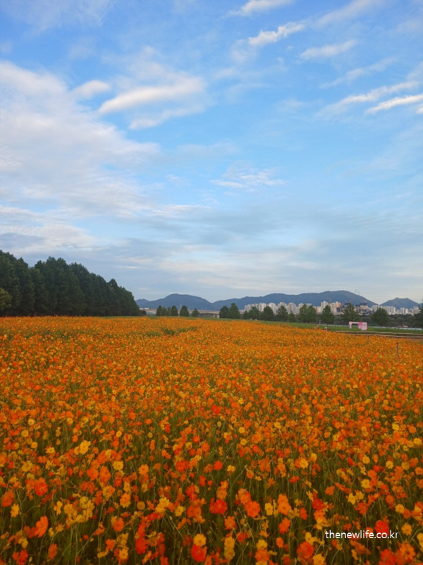 구리 한강시민공원 황화 코스모스 꽃밭 전경