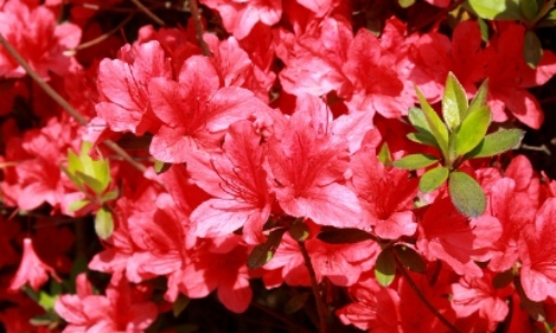 군포 철쭉축제 초대가수