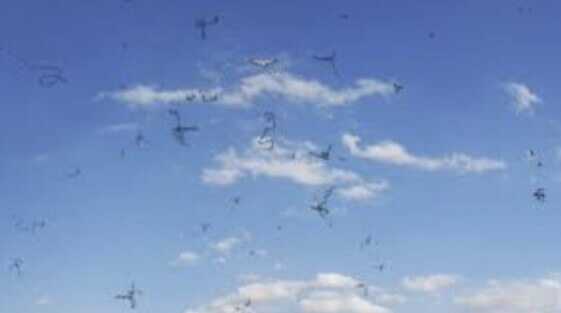 비문증으로 인한 날파리가 날아다니는 모습