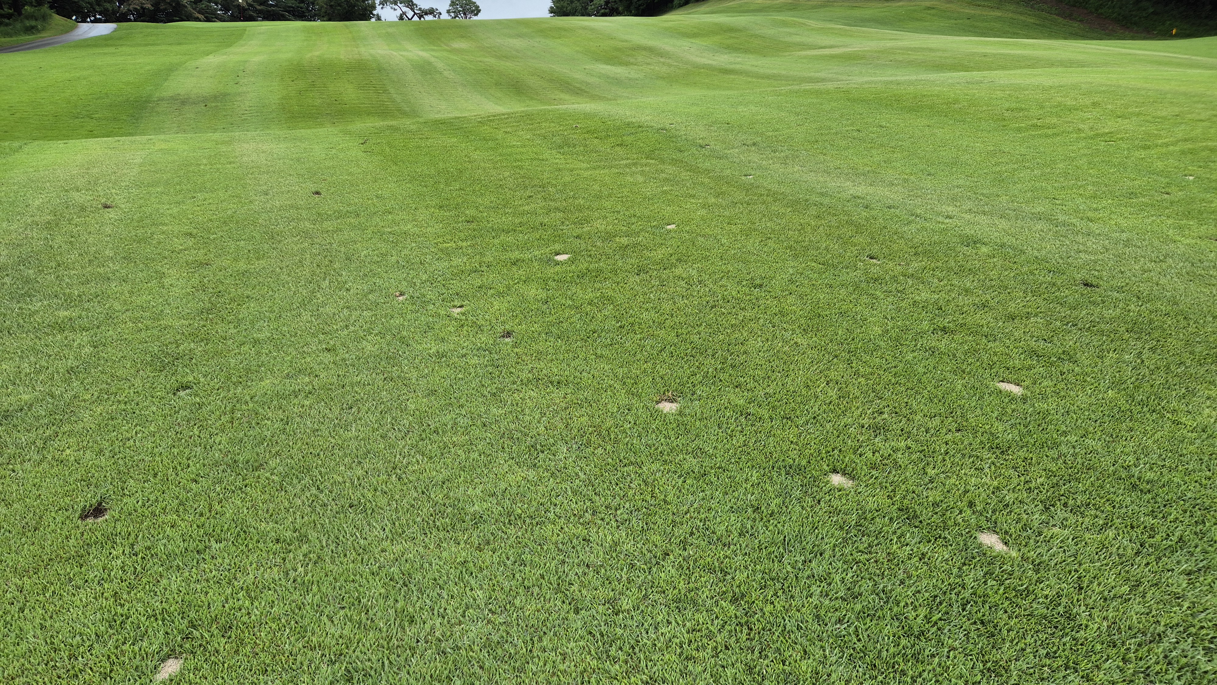 뉴서울cc 예술in-문화in 코스 라운드 후기