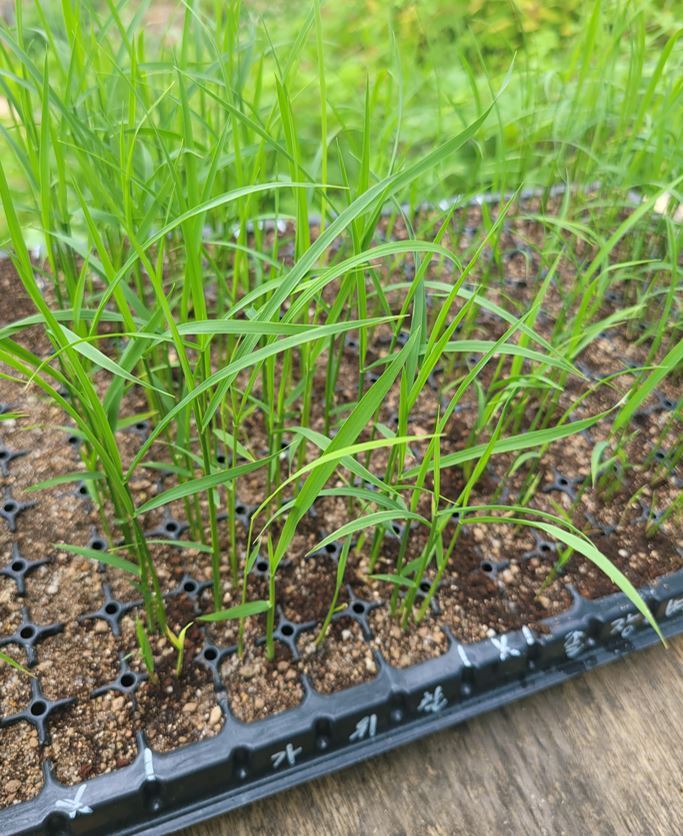 도시농부학교 모내기