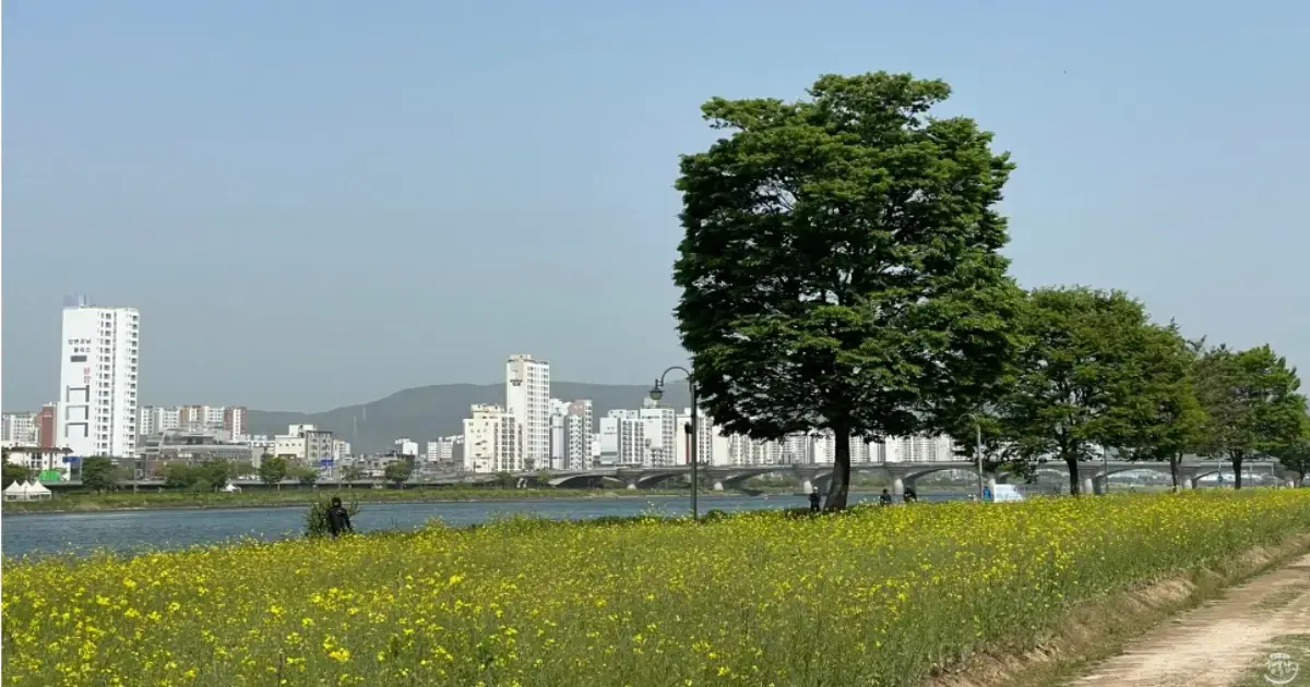 태화강