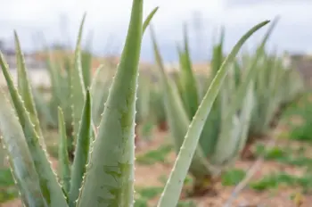 알로에 효능 및 영양성분&amp;#44; 주의점