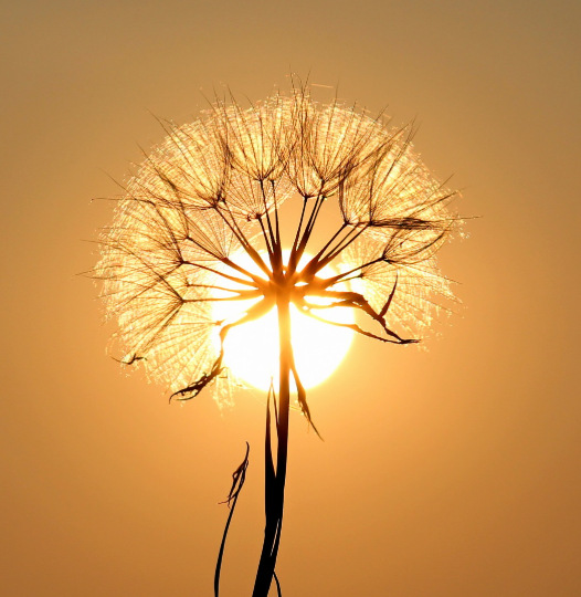 금전수 잎이 노랗게 변하는 이유