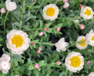  종이꽃(로잔테) 이미지 사진