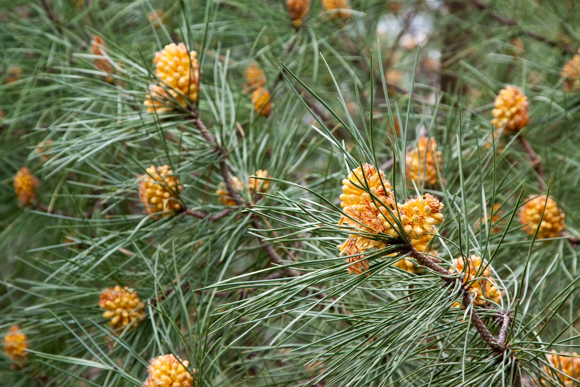 봄철 불청객, 송화가루 알레르기 제대로 알고 대비하자!