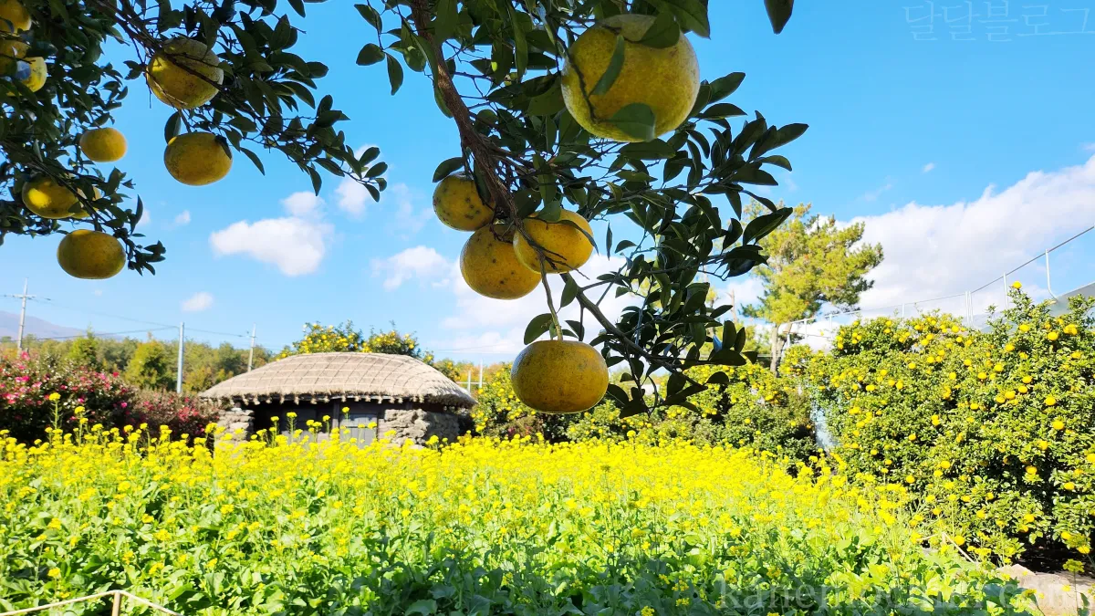 국내-제주도-휴애리