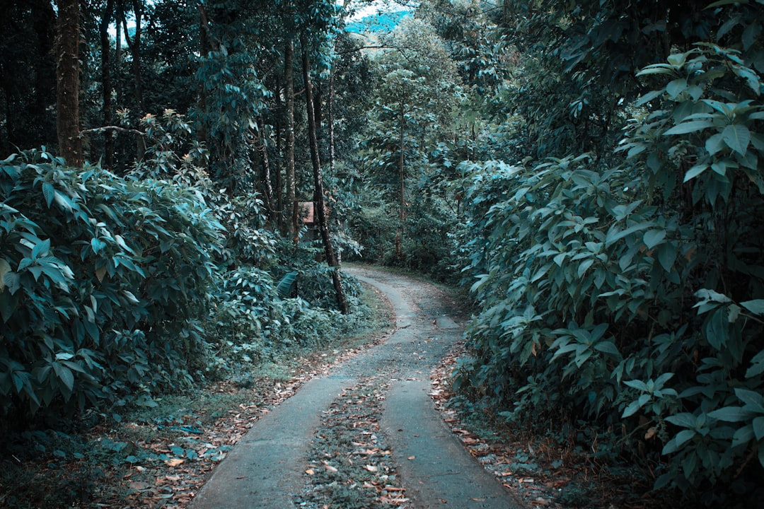 Trail