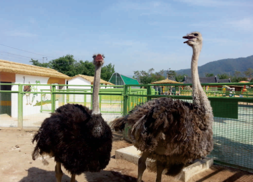 곡성 기차마을