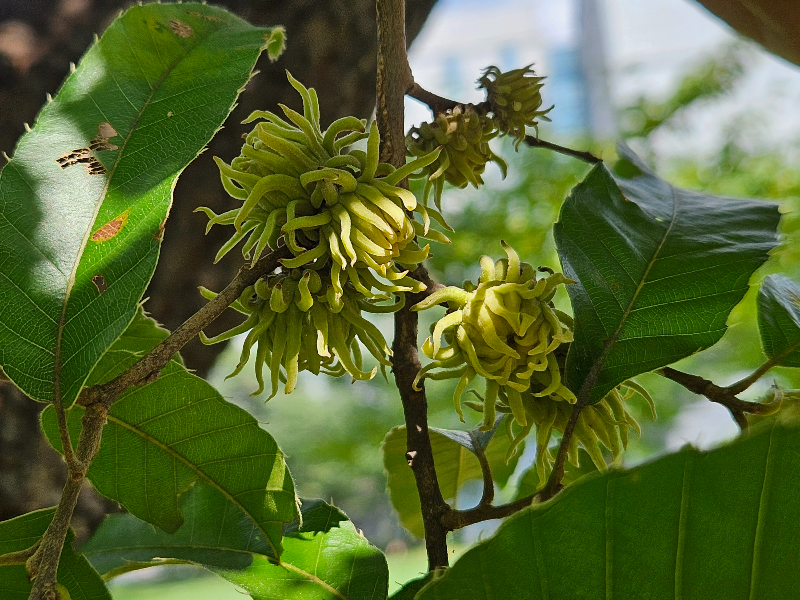 상수리나무 열매
