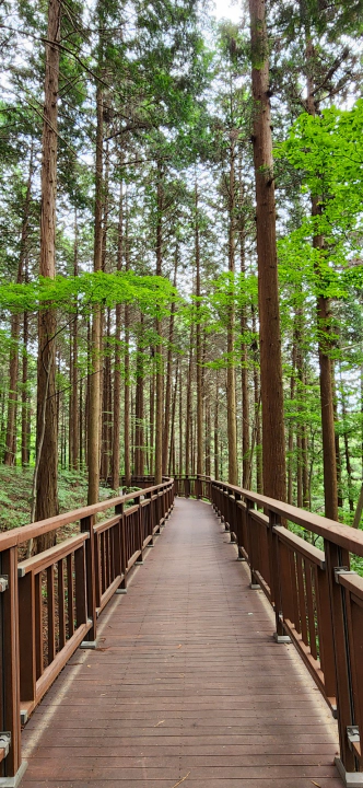 장성 치유의숲 나무 데크 길. 축령산 편백나무 숲속 피톤치드 샤워.