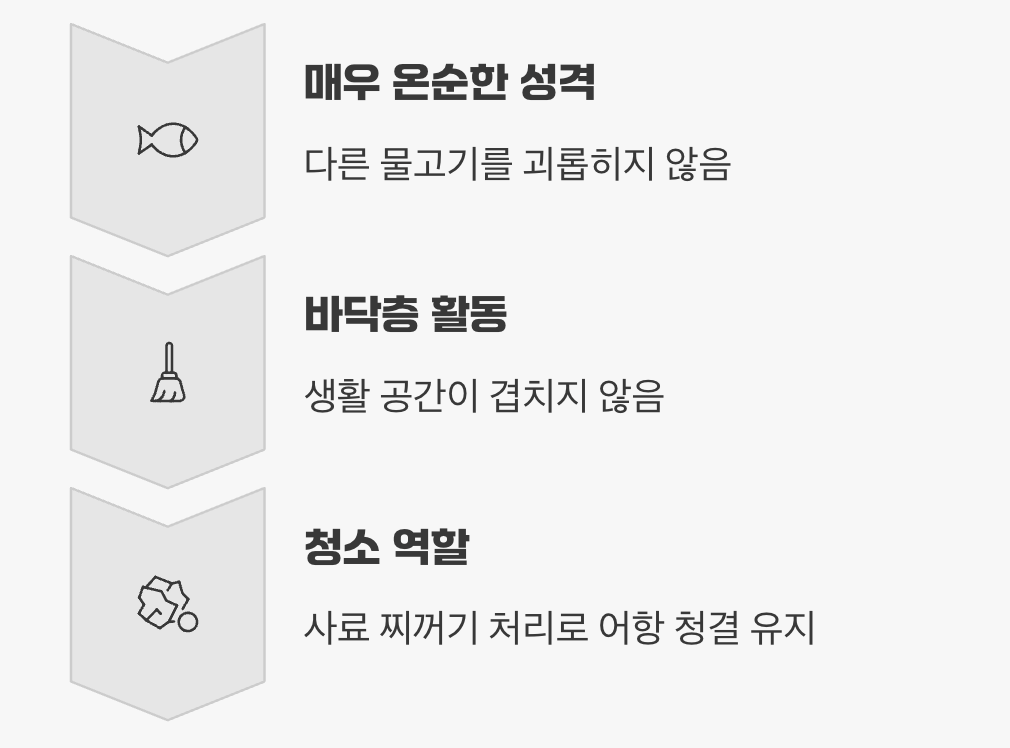 BEST 2: 어항 바닥의 청소부&amp;#44; 코리도라스