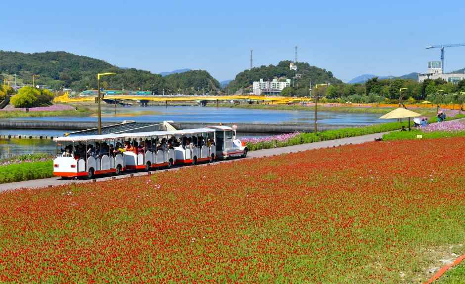 황룡강 길동무 꽃길 축제