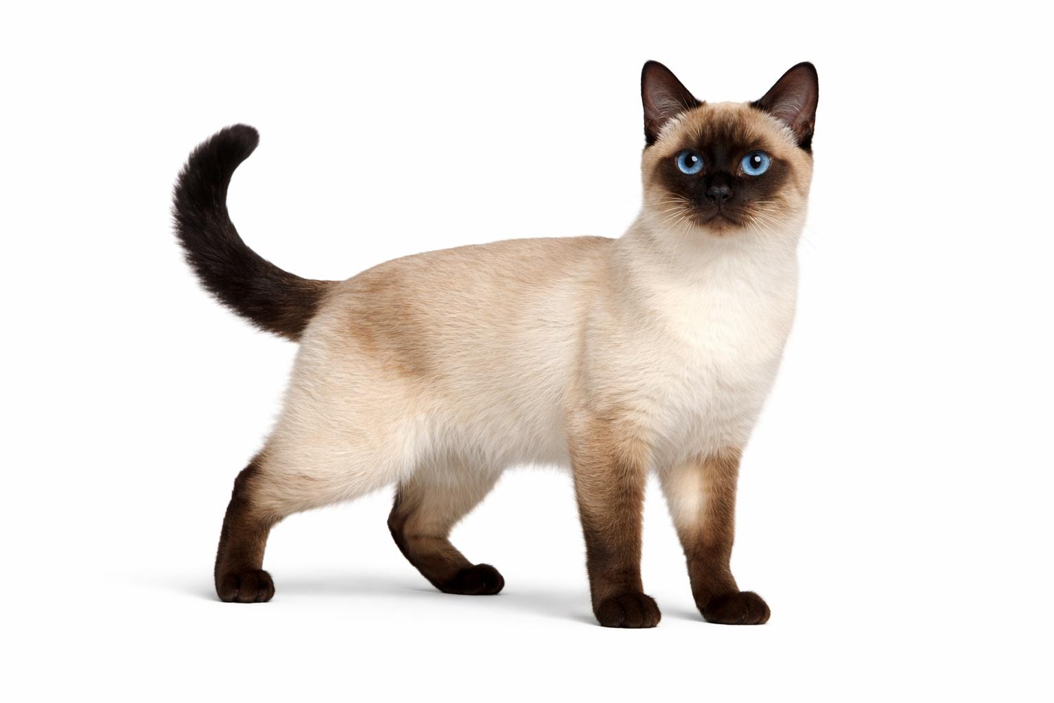 쌈 고양이 스틸컷 03