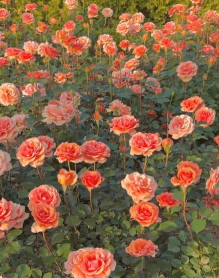 곡성 세계 장미 축제 일정 2024&amp;#44; 초대가수 라인업부터 여행 Tip까지 총정리