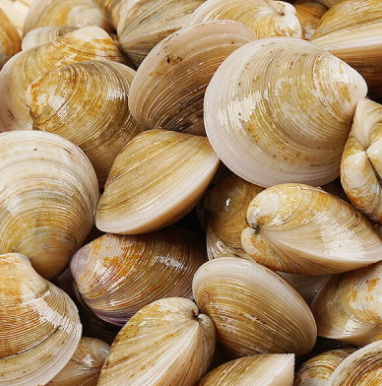 모시조개_부작용