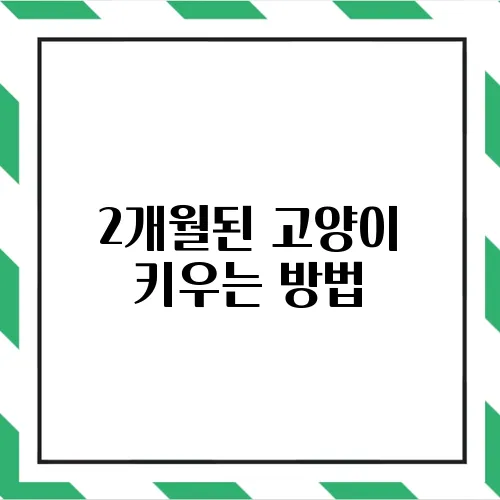 2개월된 고양이 키우는 방법