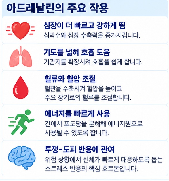 위험과 긴장 상황에서 심장 호흡 혈류 에너지 사용이 빨라지는 아드레날린의 투쟁 도피 반응 이미지