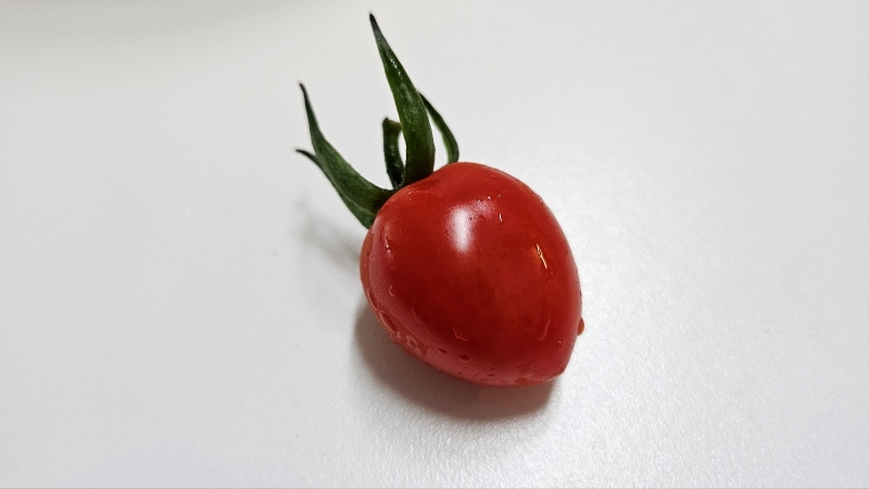 스테비아토마토1